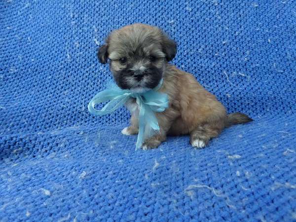 male-maltese-dog