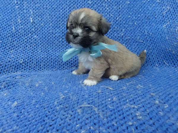 male-maltese-dog