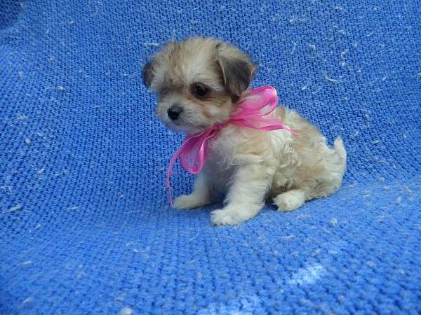 female-maltese-dog