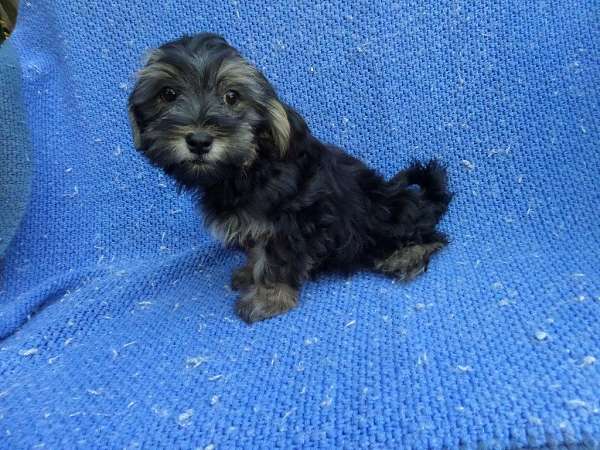 male-maltese-dog