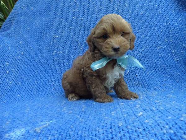 male-malti-poo-dog