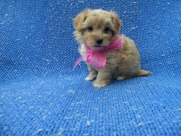 female-malti-poo-dog