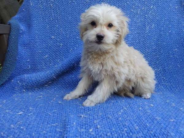 male-malti-poo-dog
