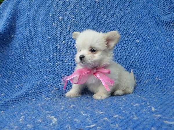 female-malti-poo-dog