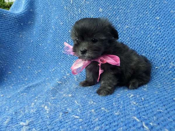 female-mal-shi-dog