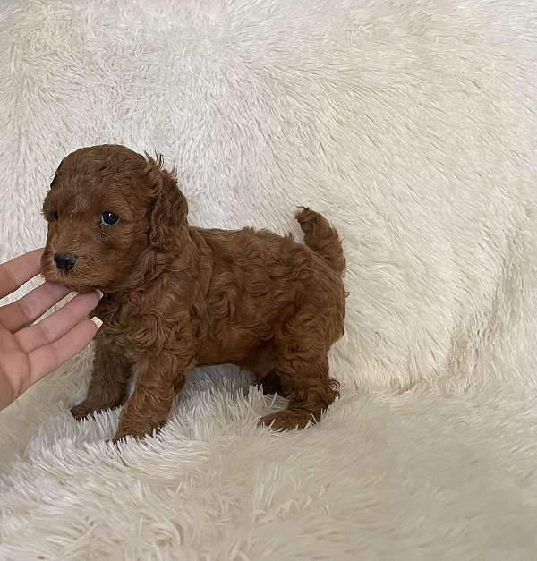 female-toy-poodle-dog