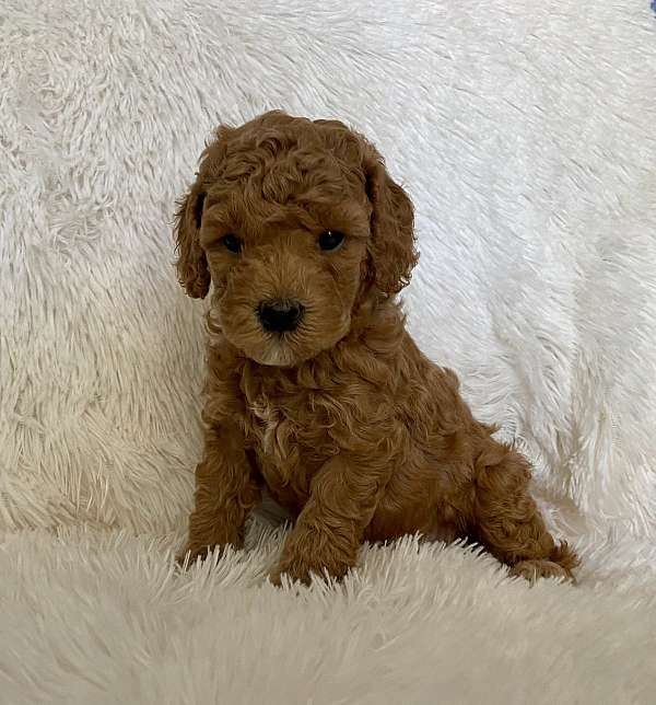male-toy-poodle-dog