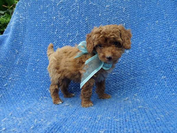 male-toy-poodle-dog