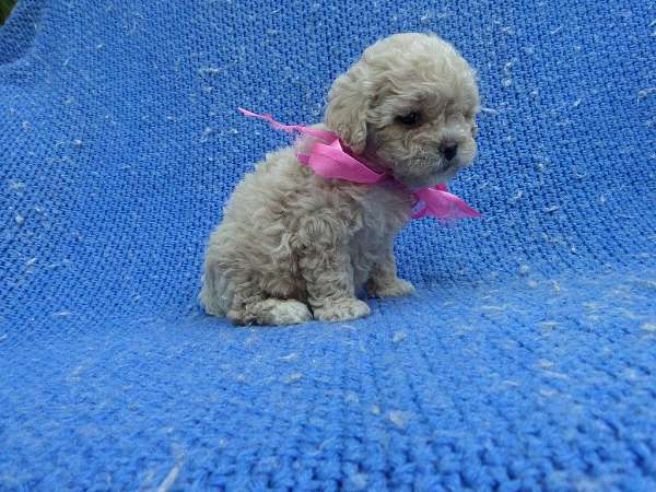 female-toy-poodle-dog
