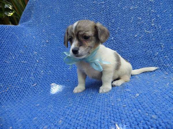 male-chorkie-dog
