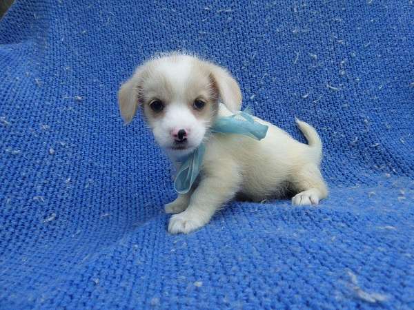 male-chorkie-dog