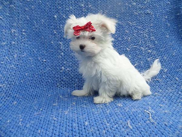 female-maltese-dog