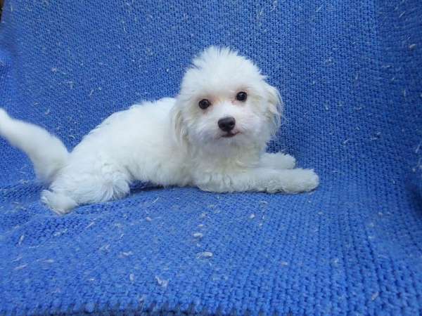 male-maltese-dog