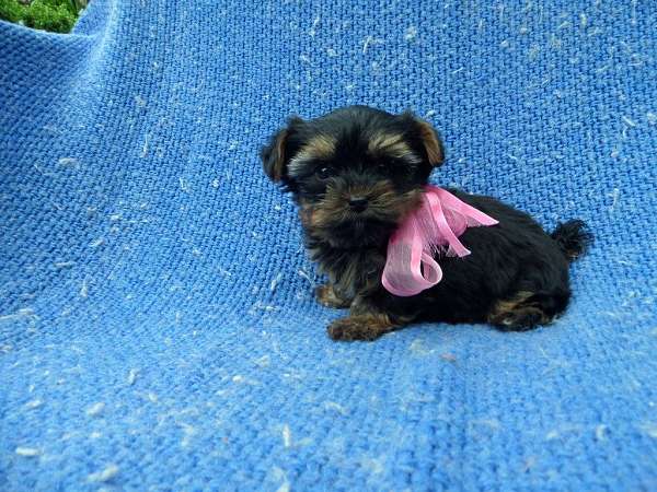 female-yorkshire-terrier-dog