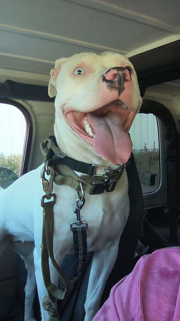 hiking-with-dog