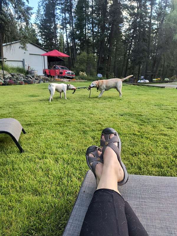 pittie-mom-dog