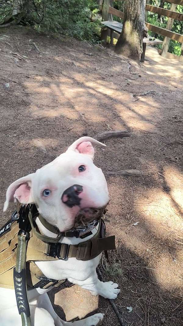 pitbull-mom-dog