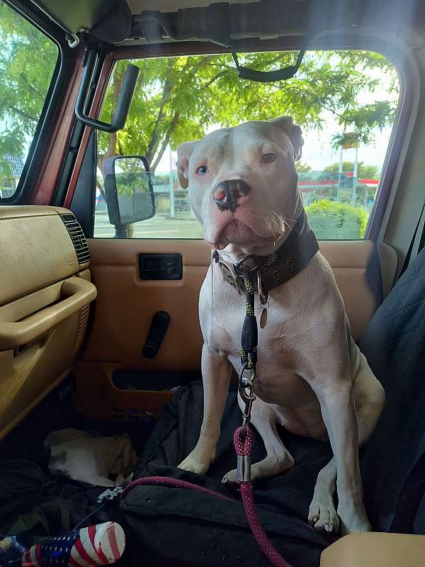 pitbulls-are-the-greatest-dog