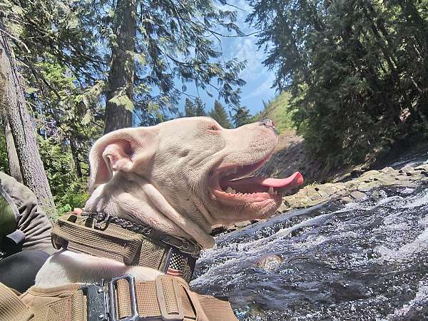love-my-pitbull-dog