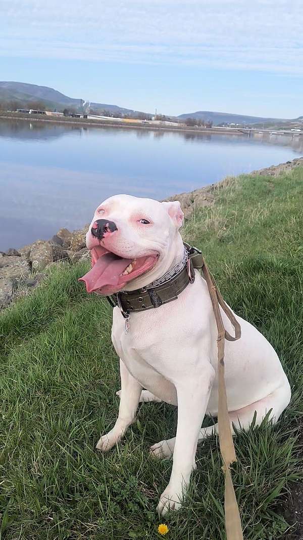 hiking-with-dog-pit-bull-terrier
