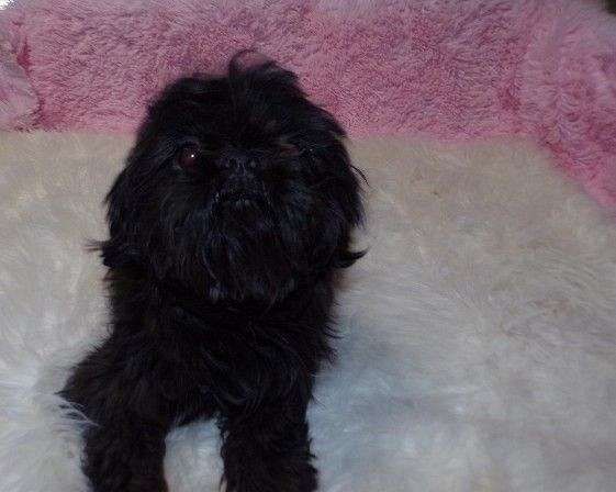 long-haired-shih-tzu