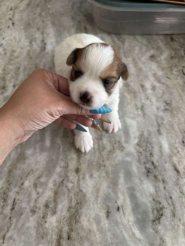 male-yorktese-dog