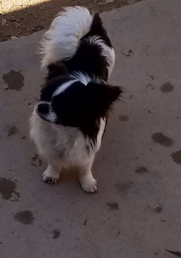 long-haired-chihuahua
