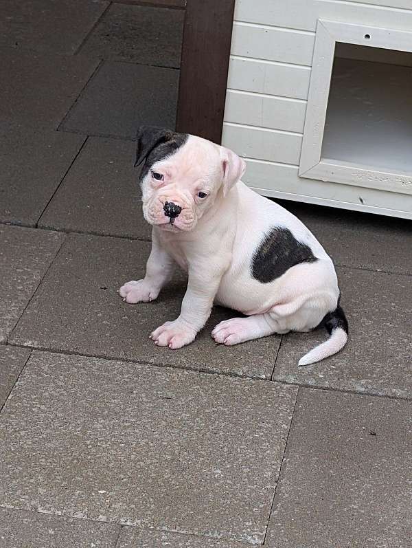female-american-bulldog
