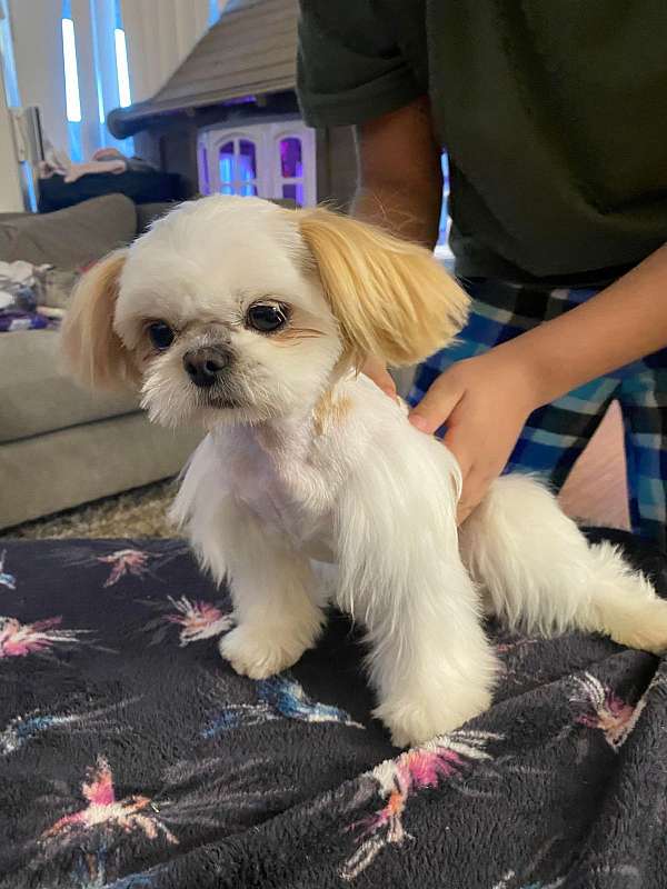 long-haired-shih-tzu