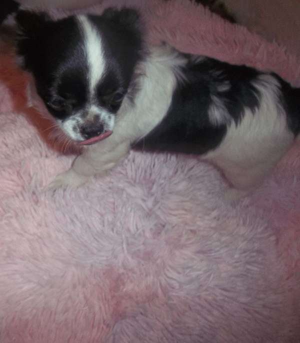 black-tick-long-haired-chihuahua