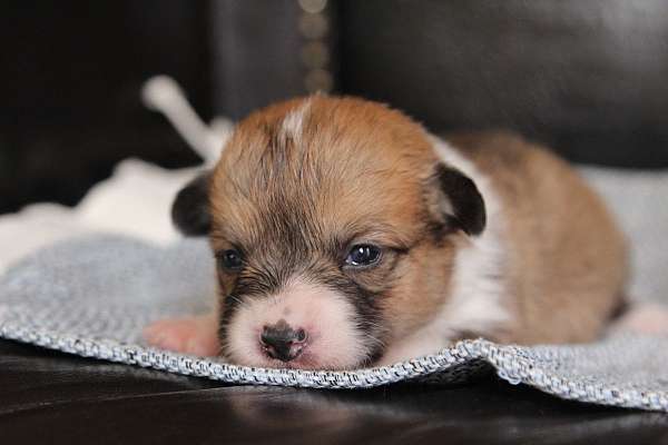 red-white-pembroke-welsh-corgi