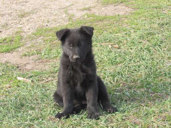 smooth-coated-german-shepherd