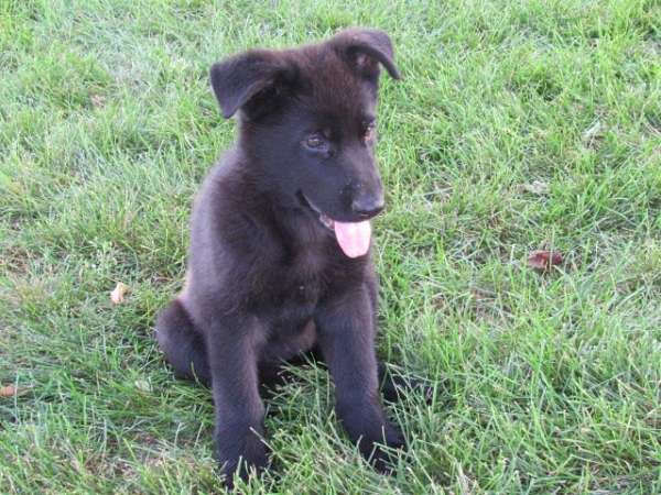 smooth-coated-german-shepherd