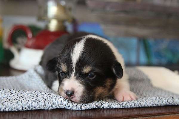 double-coated-pembroke-welsh-corgi