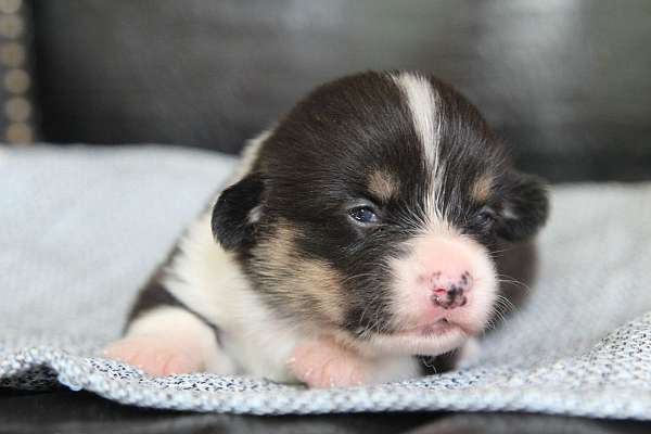 female-pembroke-welsh-corgi-puppy