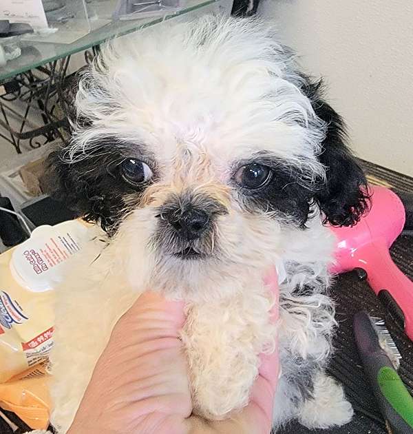 mixed-shih-tzu-dog