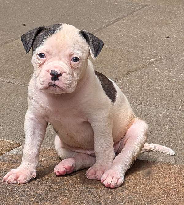 female-american-bulldog