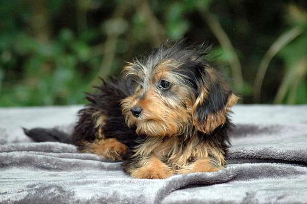 medium-haired-borkie