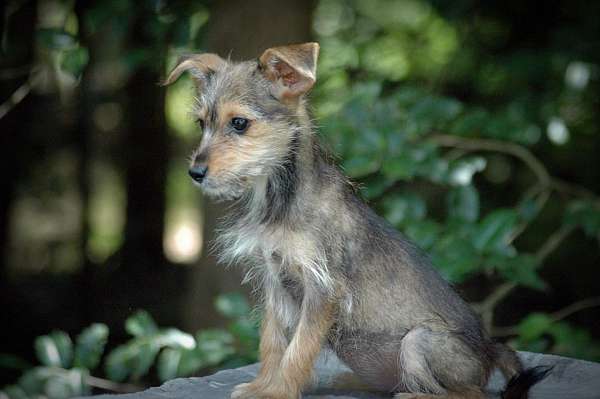 black-tan-short-haired-borkie