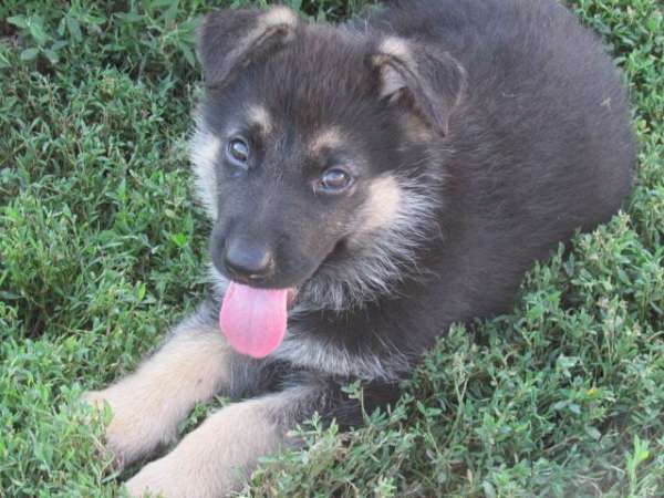 black-tan-female-puppy