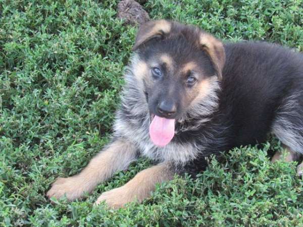 smooth-coated-german-shepherd
