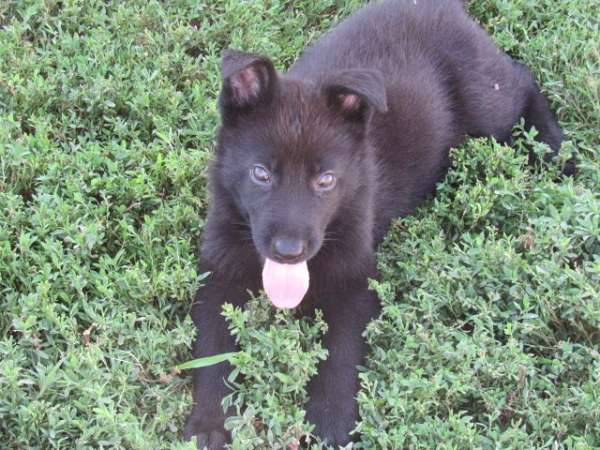 smooth-coated-german-shepherd
