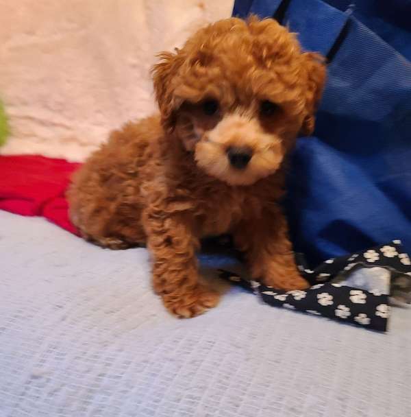 breeder-support-puppy