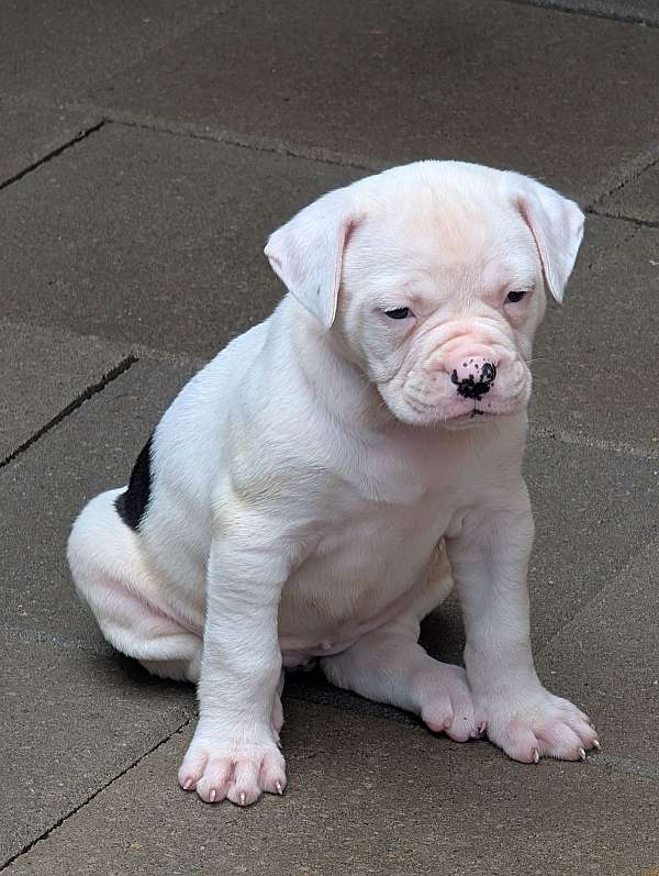 female-american-bulldog