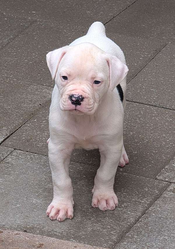 johnson-type-dog