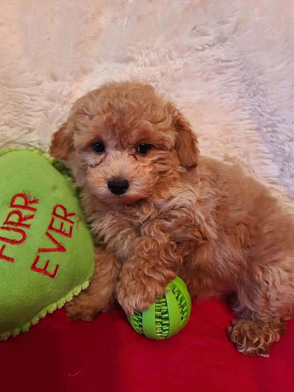 toy-red-white-puppy