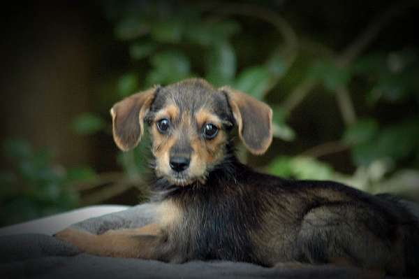 female-black-tan-short-haired-borkie