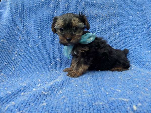 male-yorkshire-terrier-dog
