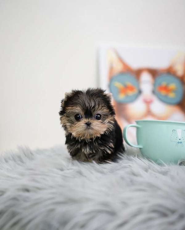 hypoallergenic-yorkshire-terrier