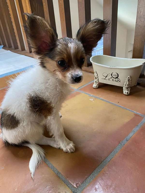 smooth-coated-papillon
